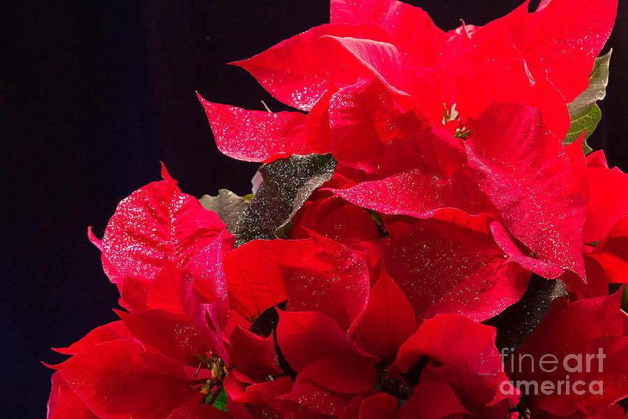 Merry Poinsettia Photograph by Sandra Clark
