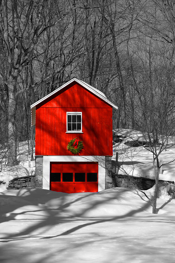 Merry Red BW Photograph by Karol Livote