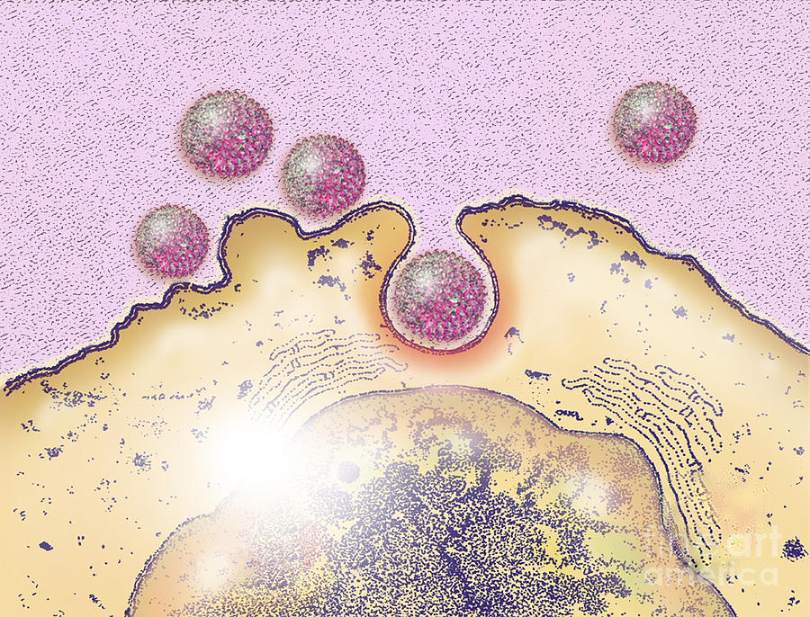 Mers Infecting Non-ciliated Epithelial Photograph by Chris Bjornberg