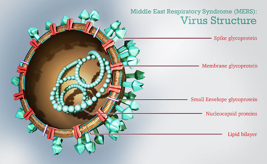 Mers Virus, Illustration Photograph by Sultan Alshehri