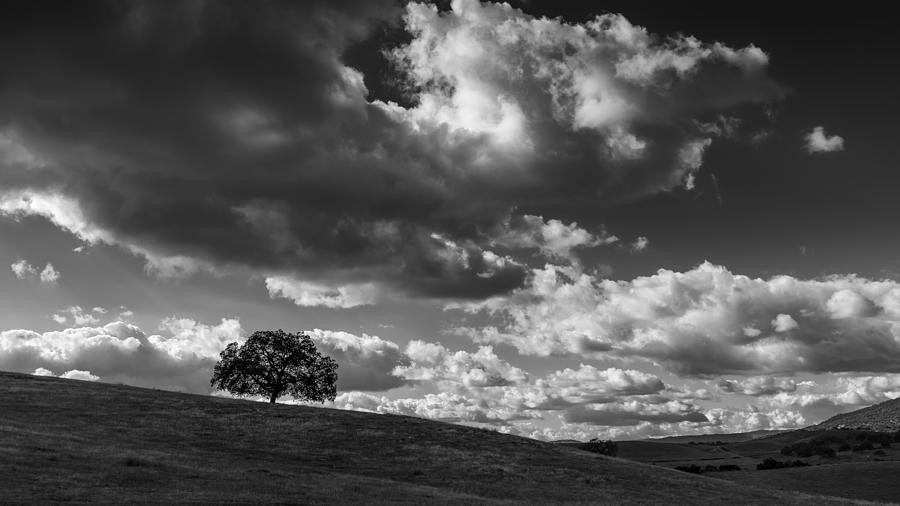 Tree Photograph - Mesa Grande Tree by Joseph Smith