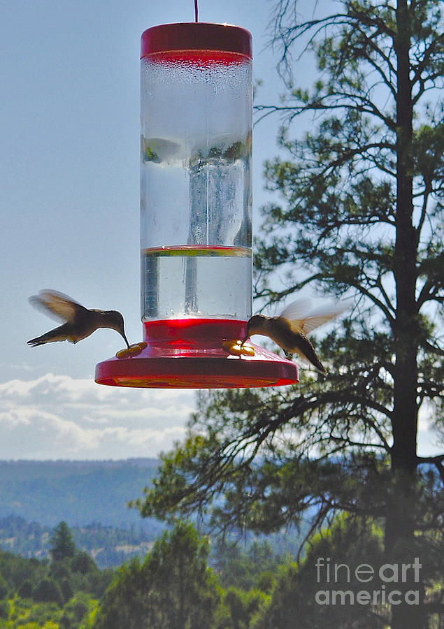 Mesa Verde Hummingbirds Feeding Photograph by Joan McArthur