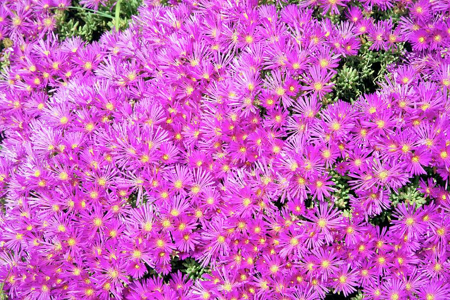Mesembryanthemum Flowers Photograph by Sheila Terry/science Photo Library