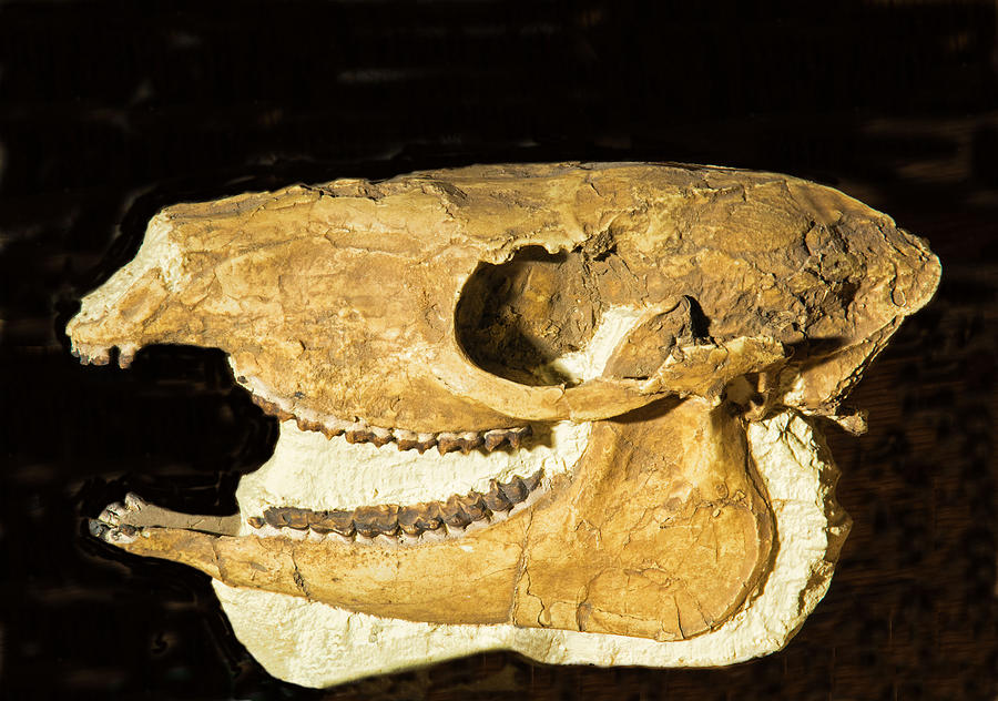 Mesohippus Early Horse Skull Fossil Photograph by Millard H. Sharp