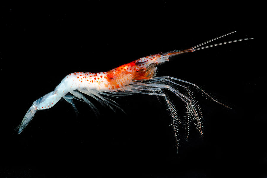 Mesopelagic Crustacean Sergestes Sp Photograph by Danté Fenolio - Fine ...