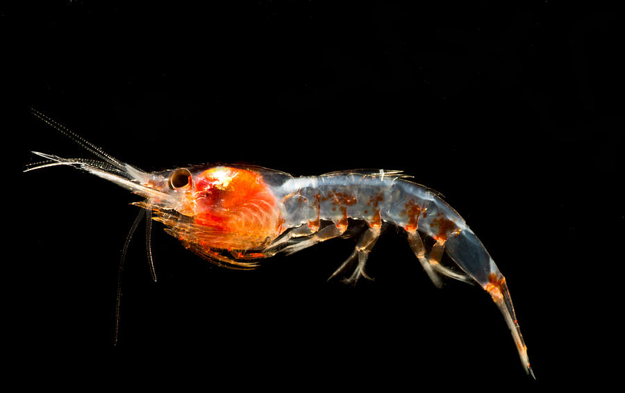 Mesopelagic Shrimp Janicella Spinicauda Photograph by Dant Fenolio