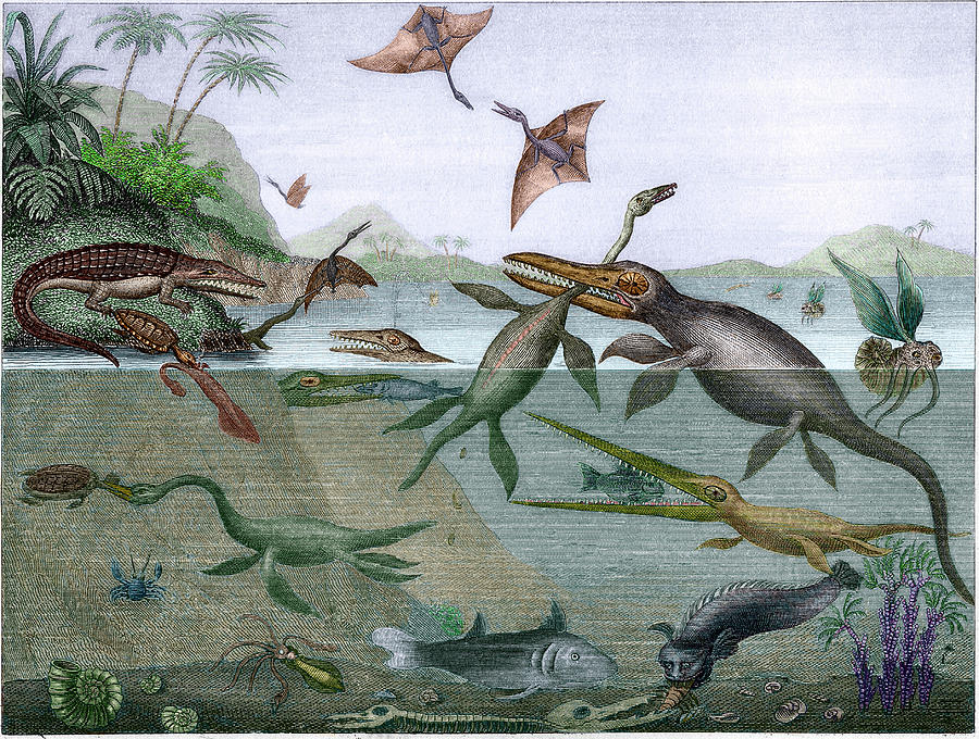 Mesozoic Sea Life Photograph by Sheila Terry/science Photo Library