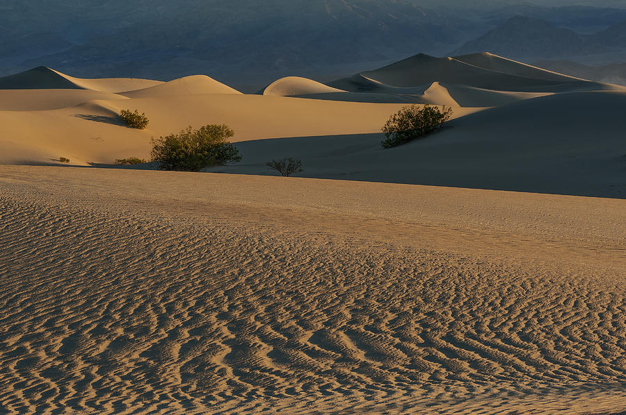 Pattern Photograph - Mesquite Dunes Morning by Charlie Choc