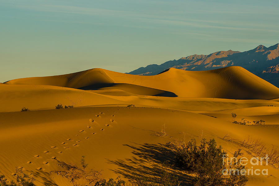 Mesquite Flat Dunes Photograph by Joan Wallner