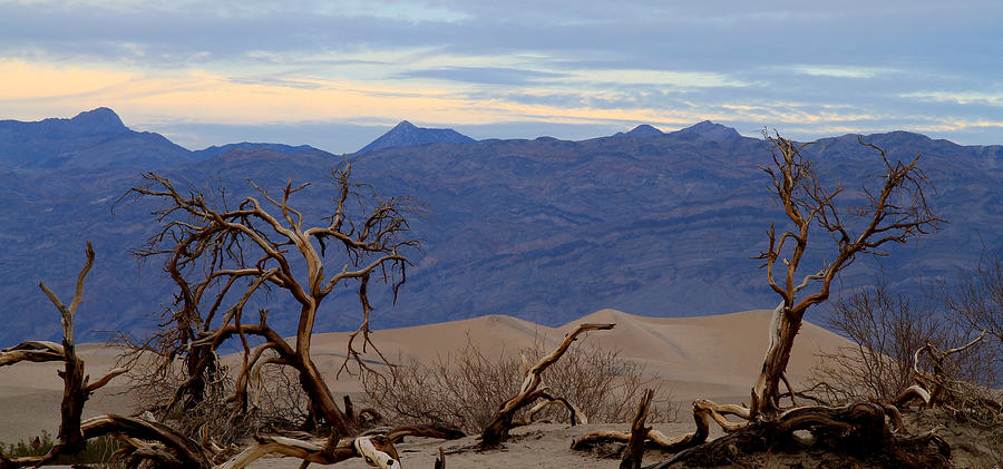 Mesquite Flat Sand Dunes  #1 Photograph by Ed Riche