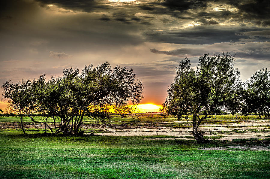 Tree Photograph - Mesquite Sunset HDR by David Morefield