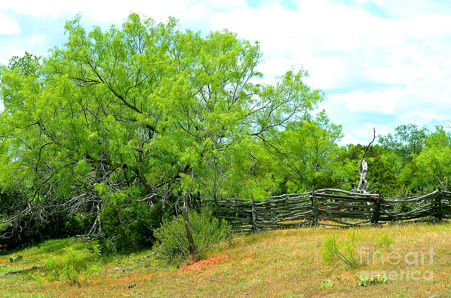 Mesquite Tree and Cedar Post Fence Photograph by Linda Cox