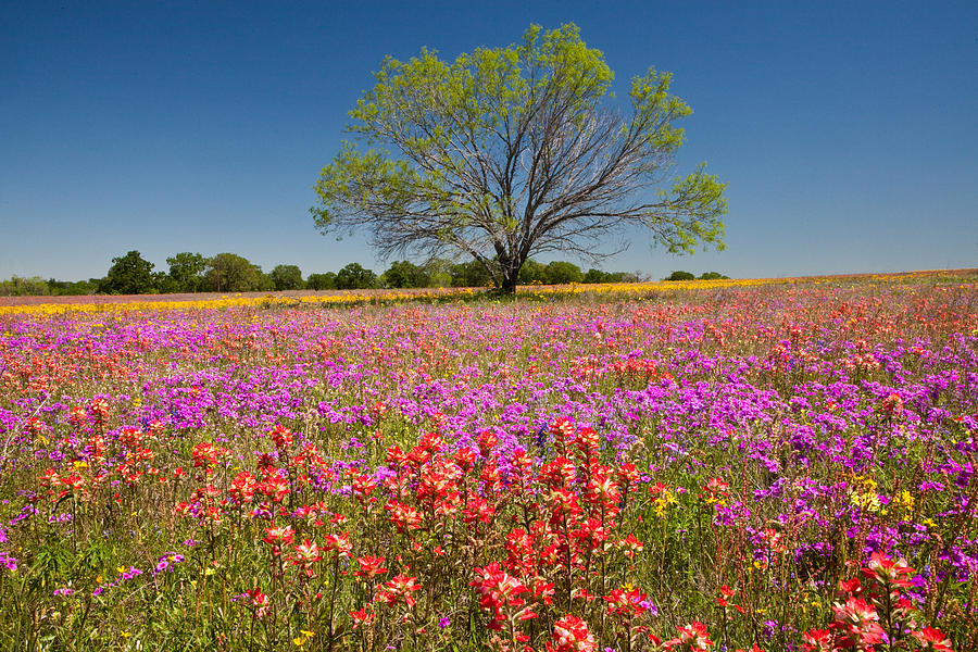 Mesquite tree and wildflowers Photograph by Eggers Photography