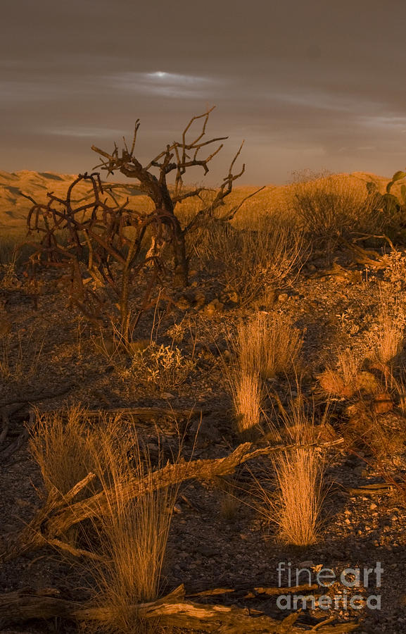 Saguaro National Park Photograph - Mesquite Tree Sunset by Chris Scroggins