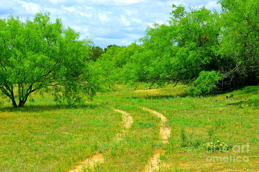 Nature Photograph - Mesquites and Pickup Truck Tracks by Linda Cox