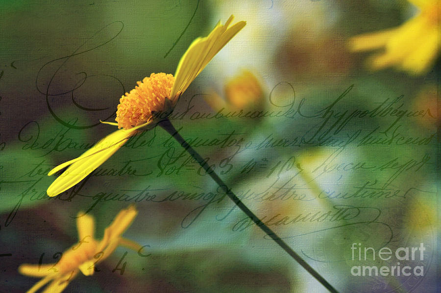 Message in a Daisy Photograph by Kaye Menner