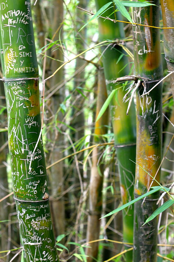 Landscape Photograph - Message in the Bamboo by Chris Lett