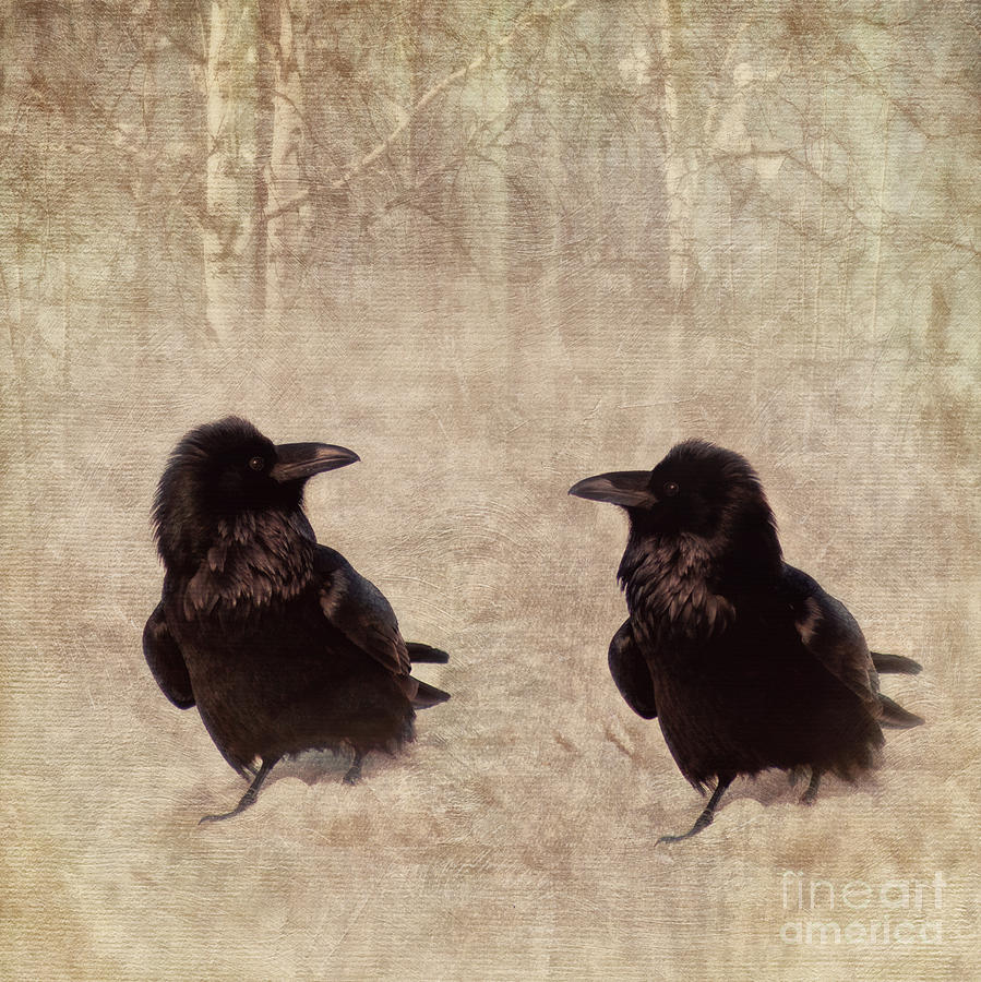 Raven Photograph - Messenger by Priska Wettstein