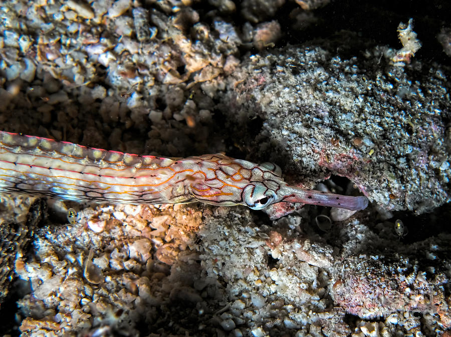 Messmate pipefish Photograph by Joerg Lingnau