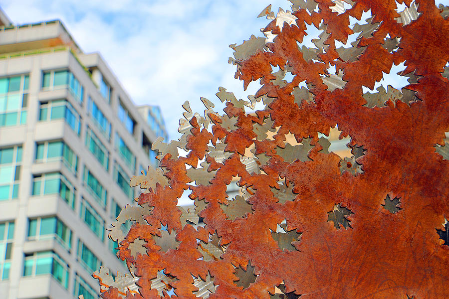 Seattle Photograph - Fall Leaves by Brad Walters