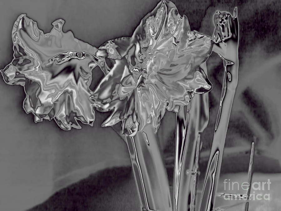 Metallic Amaryllis Photograph by Brenda Kean