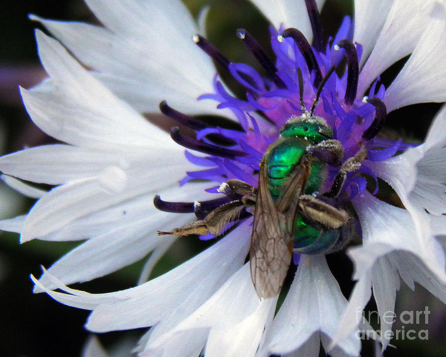 Nature Photograph - Metallic Green Bee by Tonya P Smith