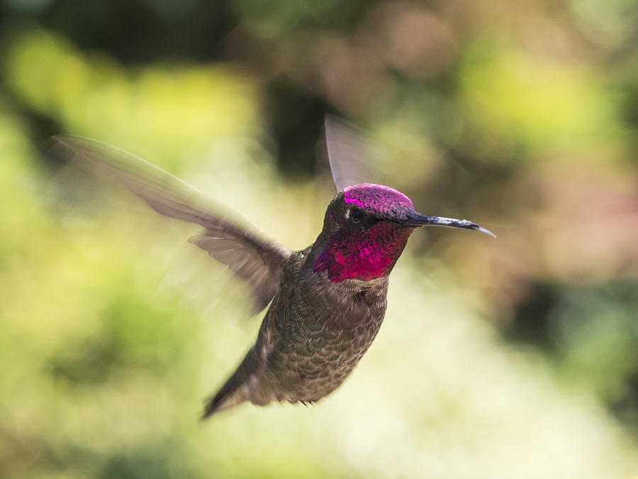 Hummingbird Photograph - Metallic Red Head by Mike Herdering