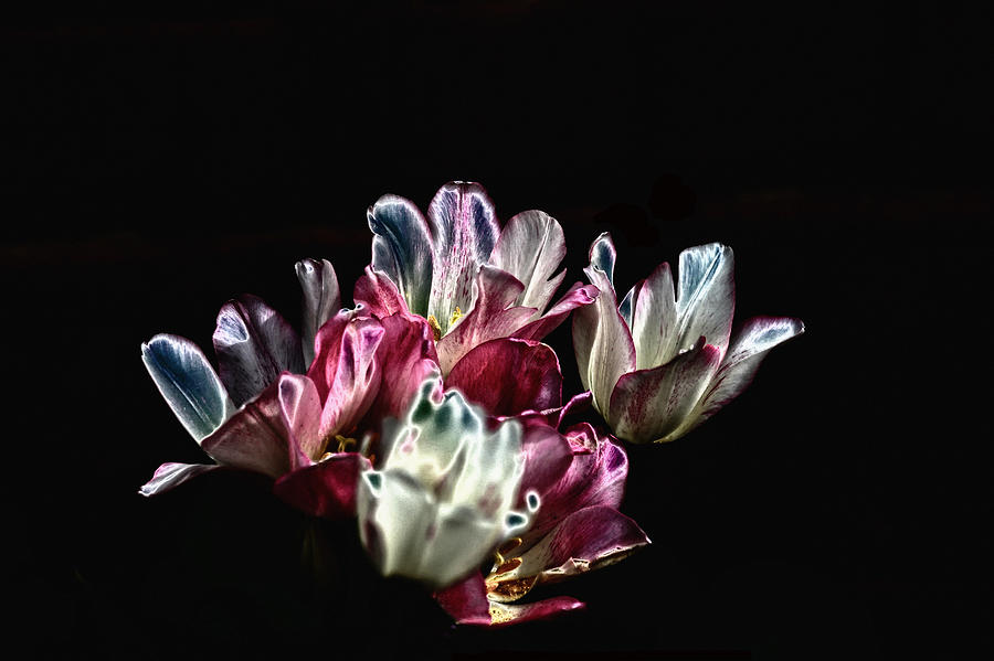 Metallic Tulips Photograph by Richard Gregurich