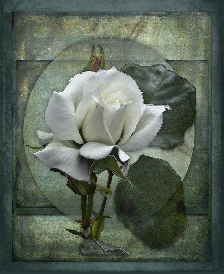 Metallic White Rose - w/ Bleed Digital Art by AGeekonaBike Photography