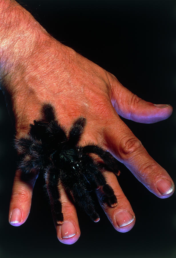 Metallic White Toe Tarantula On Mans Hand Photograph by Pascal Goetgheluck/science Photo Library