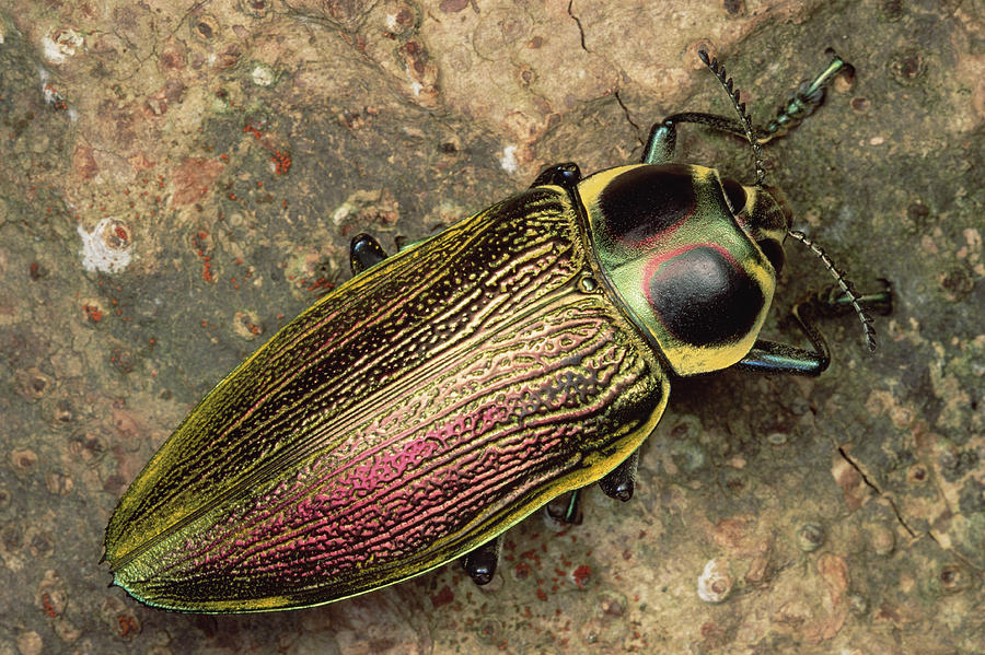 Metallic Wood-boring Beetle Photograph by Mark Moffett