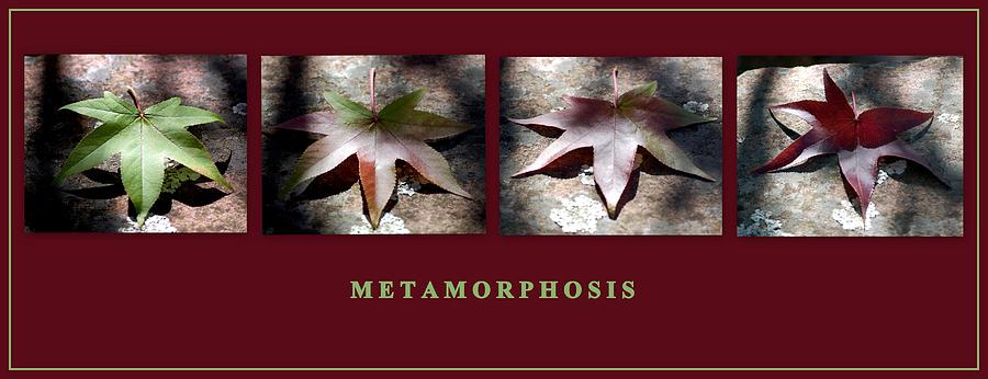 Metamorphosis Photograph by AJ  Schibig