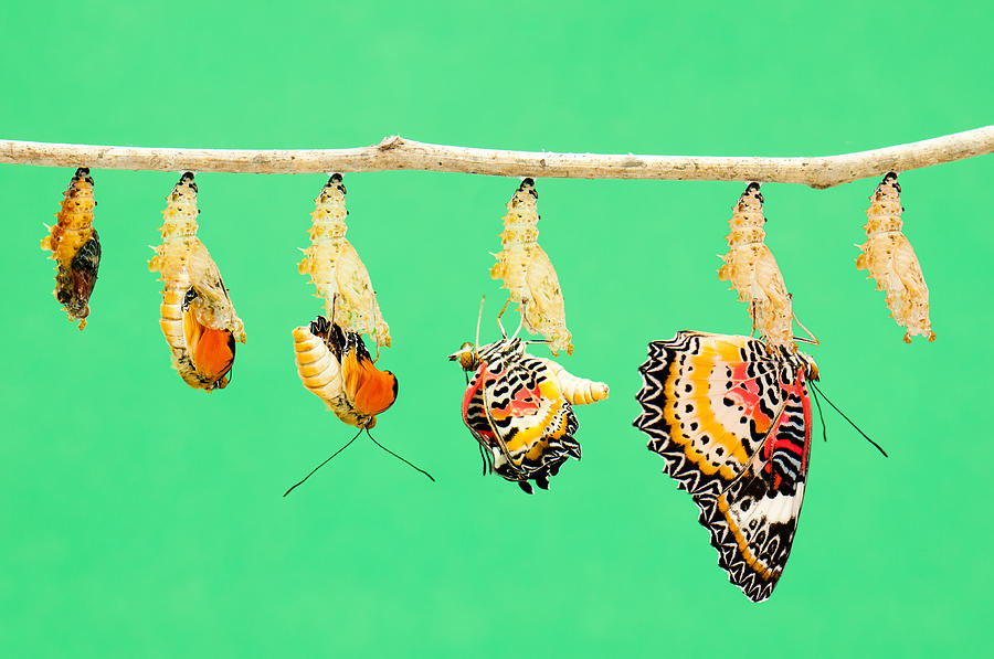 Metamorphosis of butterfly Photograph by Catchlights_sg
