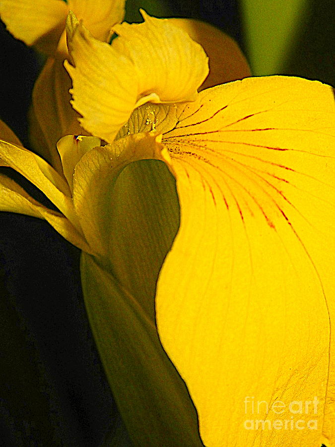 Spring Flowers Photograph - Metamorphous Of The Yellow Iris Spring Equinox In New Orleans Louisiana by Michael Hoard