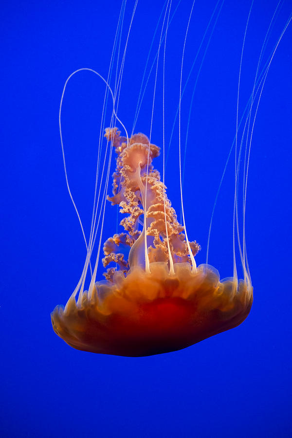 Meteor Jellyfish Photograph by Diego Re - Fine Art America