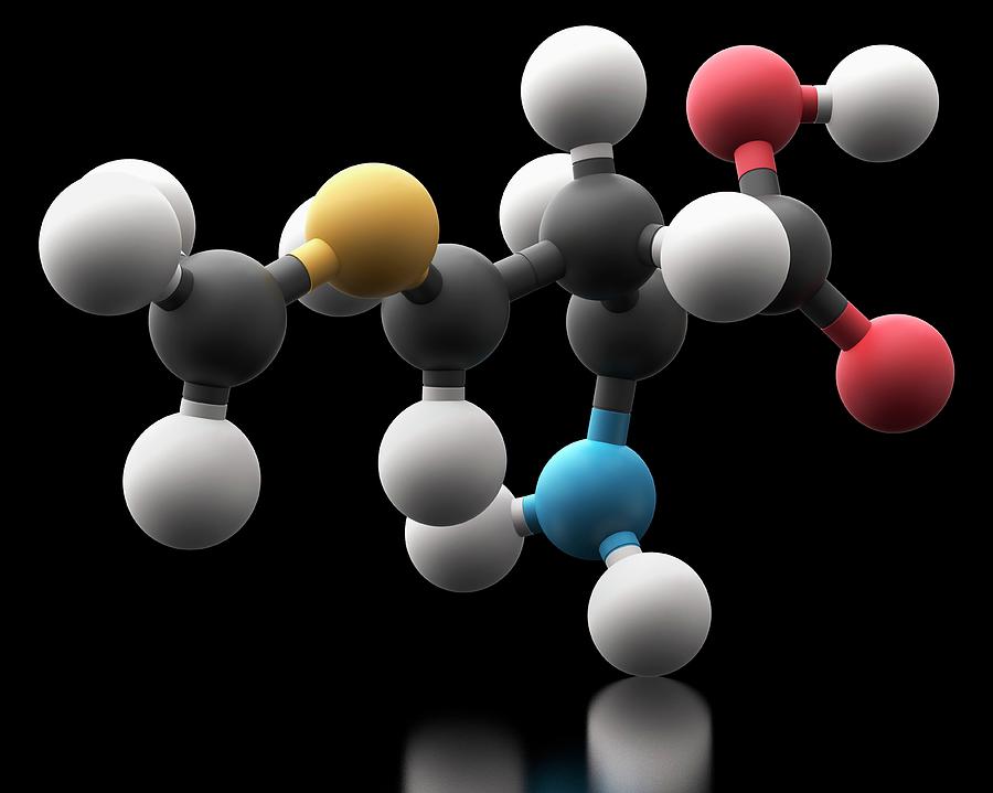 Methionine Amino Acid Molecule Photograph by Carlos Clarivan/science ...