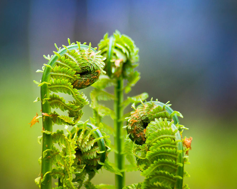 Meeting of the Ferns Photograph by Bill Pevlor