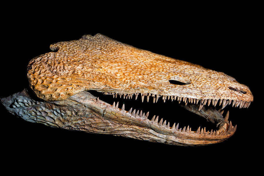 Metoposaurus Skull Photograph by Millard H. Sharp