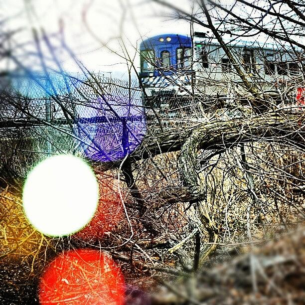 Tree Photograph - #metro #north #commuter #train #hudson by Antonio DeFeo