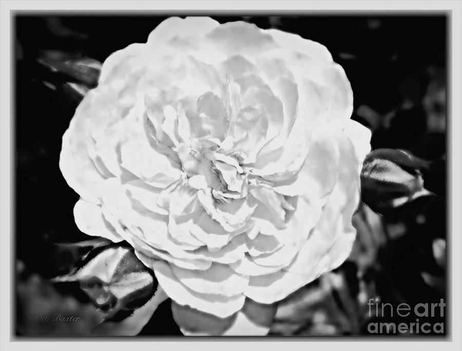 Classic White English Rose Photograph by Kimberlee Baxter