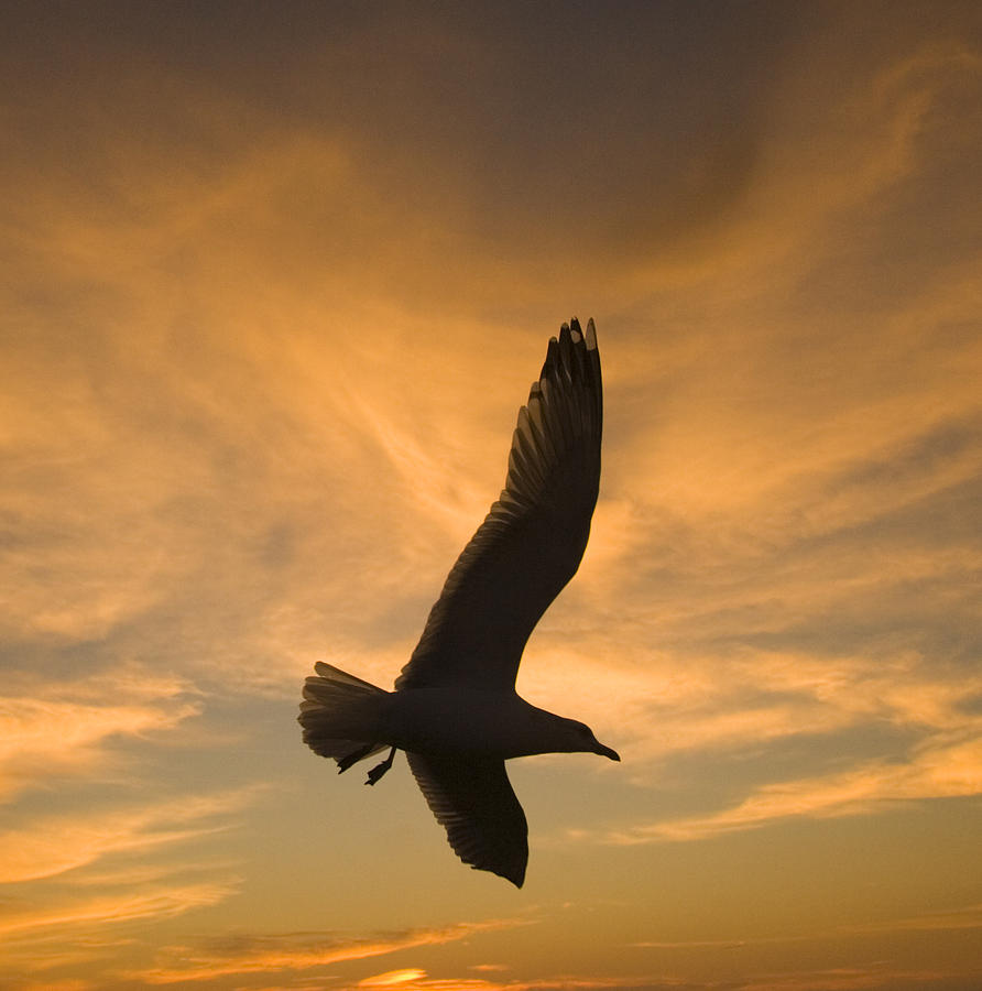 Mew Gull At Sunset La Jolla California Photograph by Tom Vezo