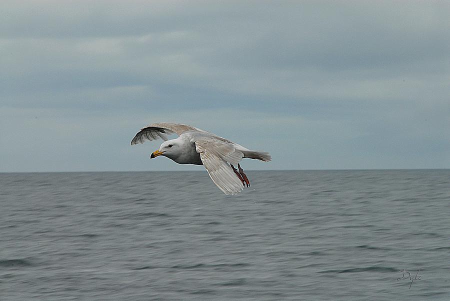 Mew Gull in Flight Photograph by Dyle   Warren