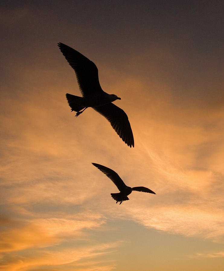 Mew Gull Larus Canus Pair Silhouetted Photograph by Tom Vezo