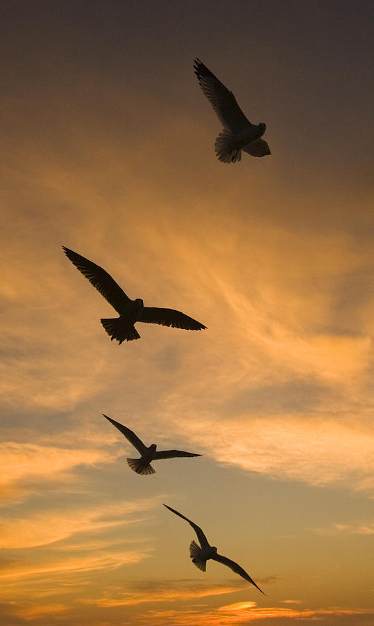Mew Gulls At Sunset La Jolla California Photograph by Tom Vezo