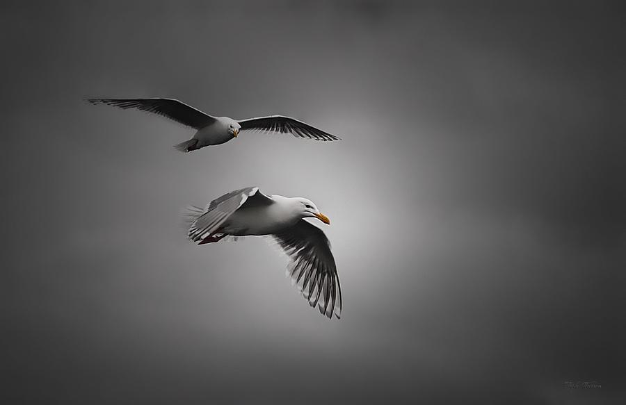 Mew Gulls of Alaska Photograph by Dyle   Warren