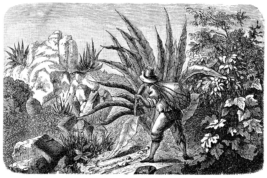 Mexican Agave Harvester for Tequila Drawing by Nastasic