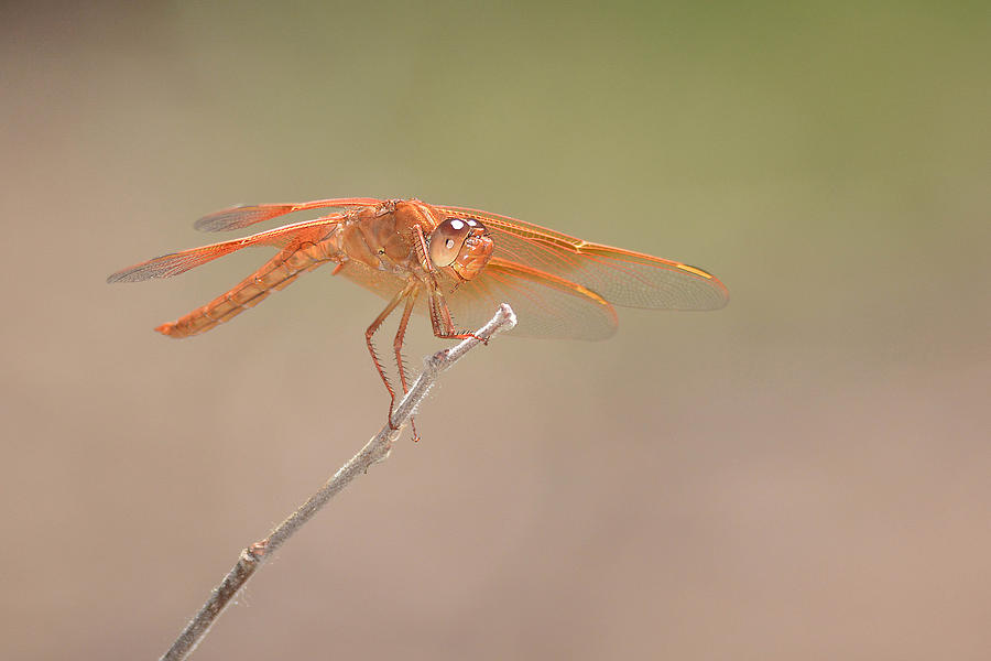 Mexican Amber Wing Dragonfly Photograph by Alan Lenk