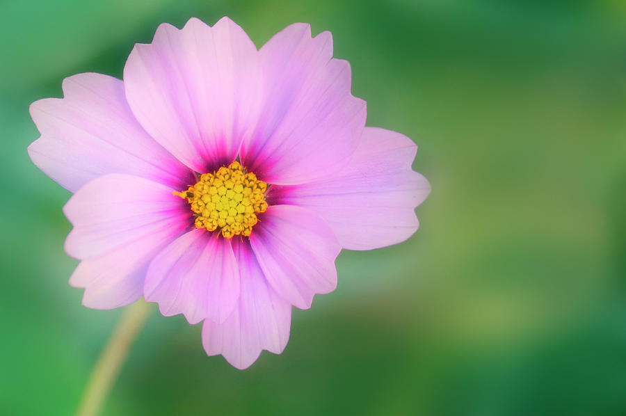 Mexican Aster (cosmos Bipinnatus) Photograph by Maria Mosolova/science Photo Library