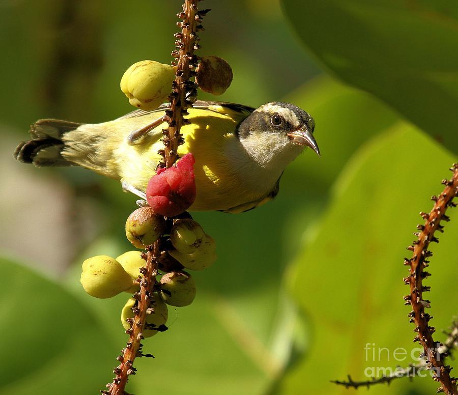 Mexican Bananaquit Photograph by Adam Jewell