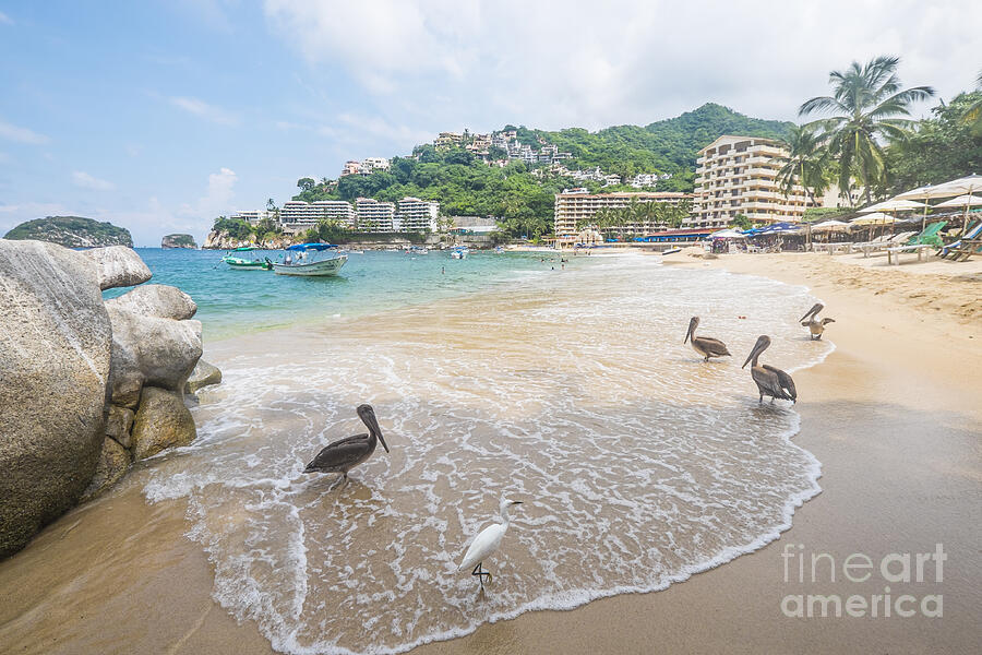 Mexican Beach With Pelicans Photograph